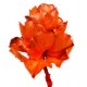 HAKEA VICTORY LARGE 8" HEAD Autumn- OUT OF STOCK